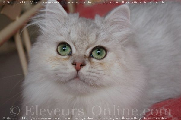 Photo de British longhair