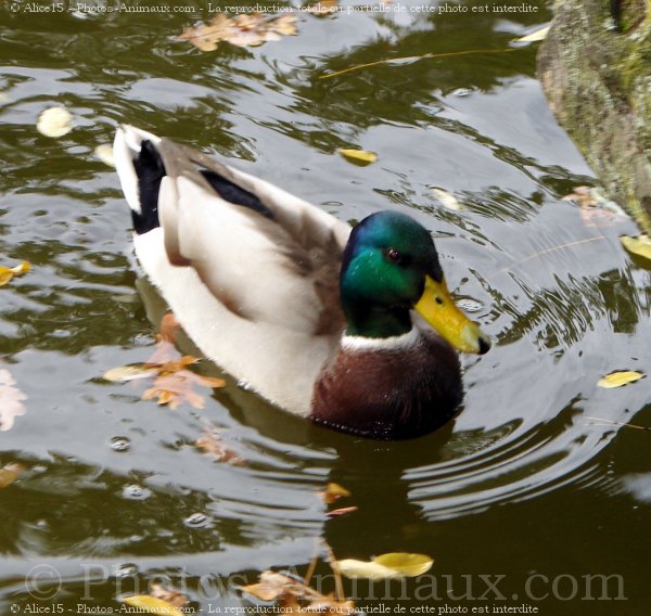 Photo de Canard