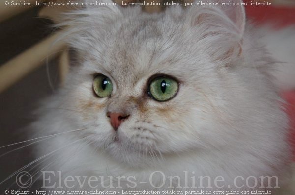 Photo de British longhair