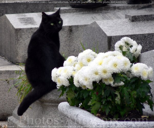 Photo de Chat domestique