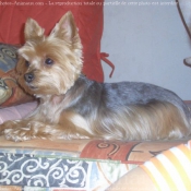 Photo de Yorkshire terrier