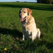 Photo de Labrador retriever