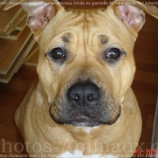 Photo d'American staffordshire terrier