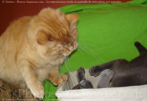 Photo de Chat domestique