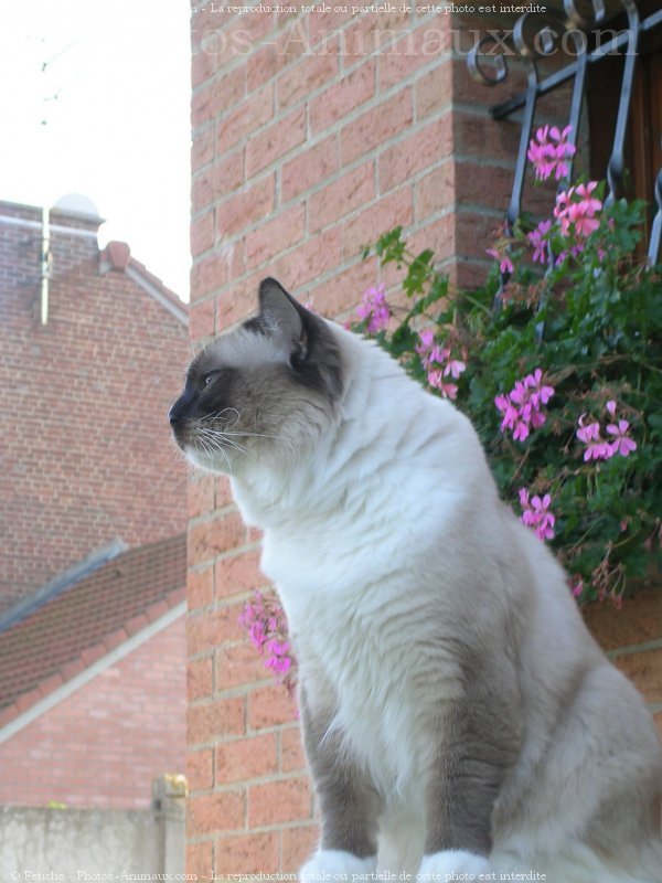 Photo de Ragdoll