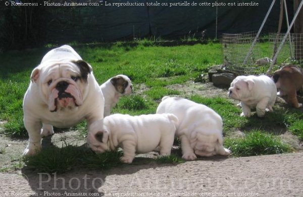 Photo de Bulldog