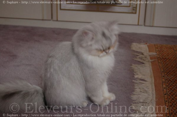 Photo de British longhair