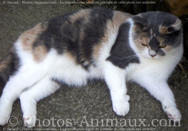 Photo de Scottish fold