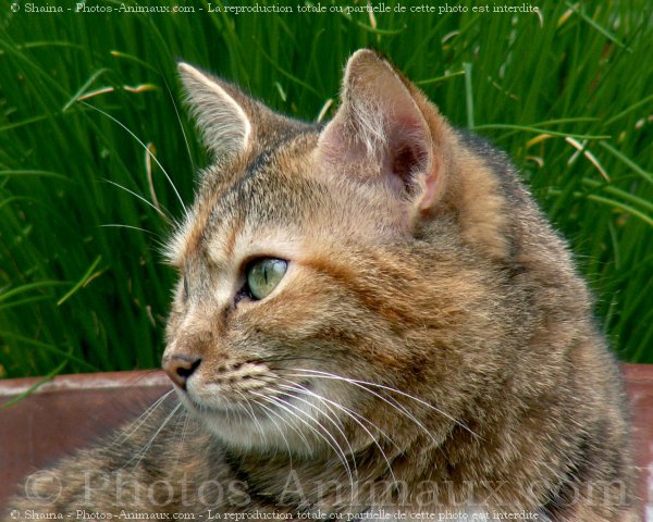 Photo de Chat domestique