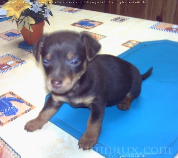 Photo de Pinscher nain