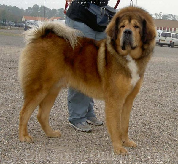 Photo de Dogue du tibet