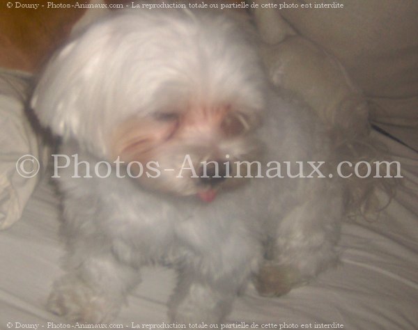 Photo de Bichon maltais