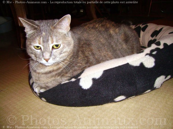 Photo de Chat domestique