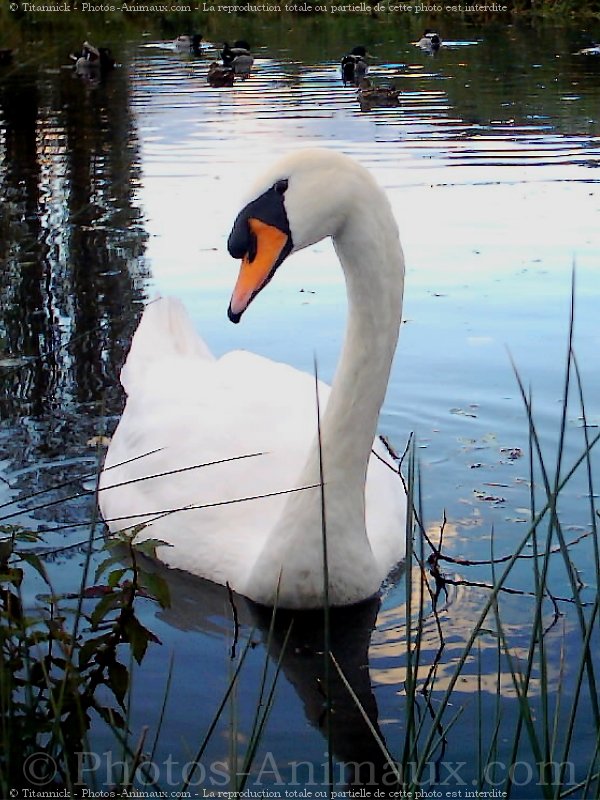 Photo de Cygne