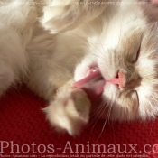 Photo de Ragdoll