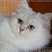 Photo de British longhair