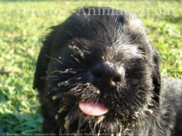 Photo de Chien de berger de la serra aires