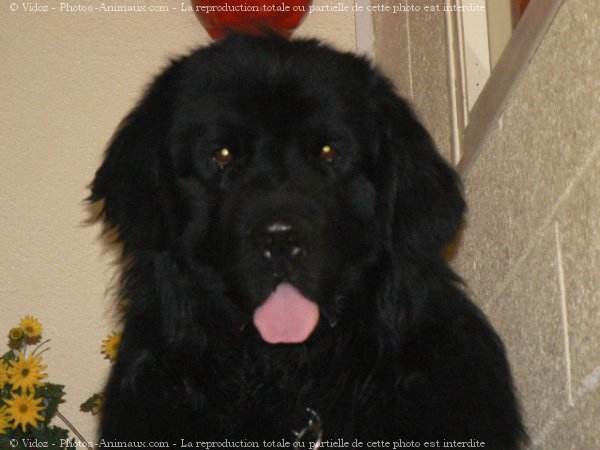 Photo de Chien de terre-neuve