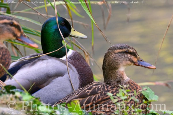 Photo de Canard