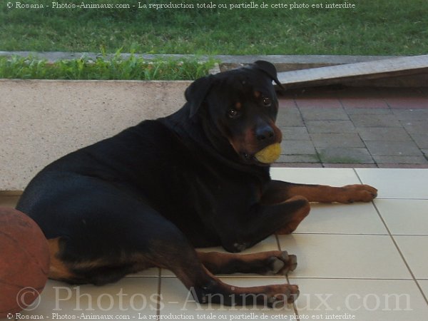 Photo de Rottweiler