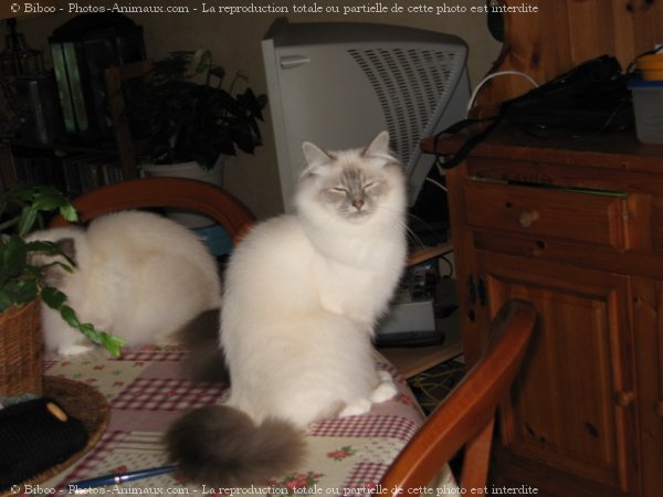 Photo de Sacr de birmanie