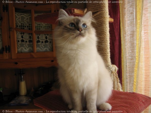 Photo de Sacr de birmanie