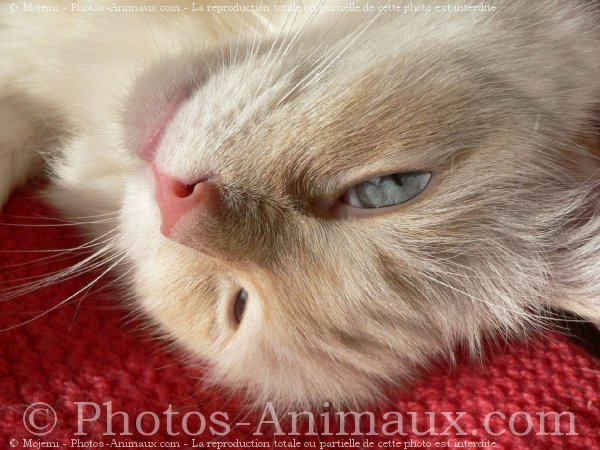 Photo de Ragdoll