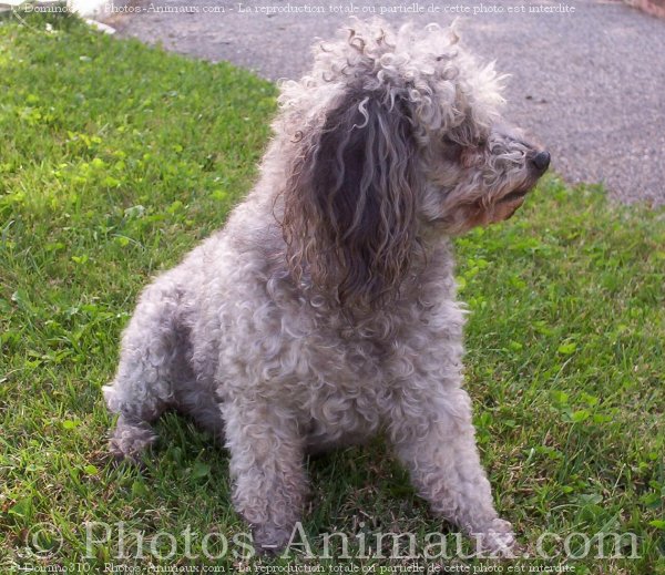 Photo de Caniche moyen