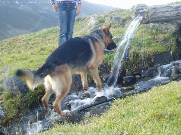 Photo de Berger allemand  poil court