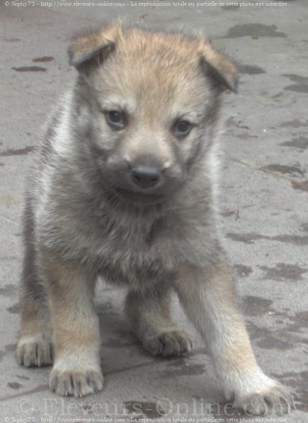 Photo de Chien loup tchcoslovaque