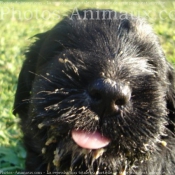 Photo de Chien de berger de la serra aires