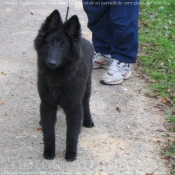 Photo de Berger belge groenendael