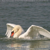 Photo de Cygne