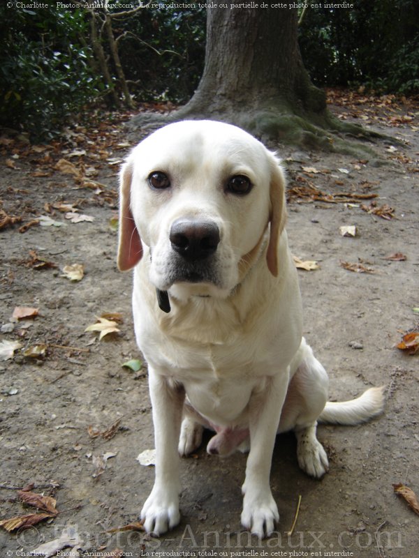 Photo de Labrador retriever