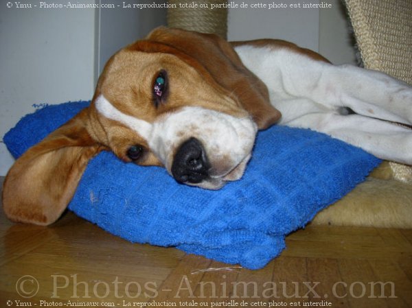 Photo de Beagle