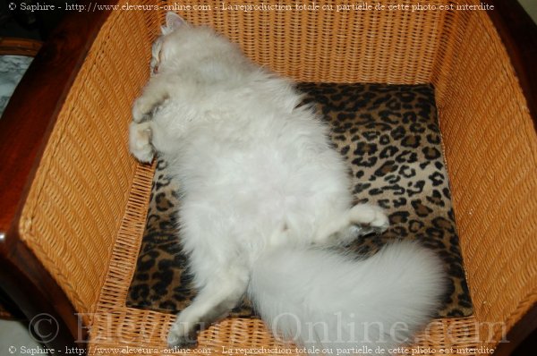 Photo de British longhair