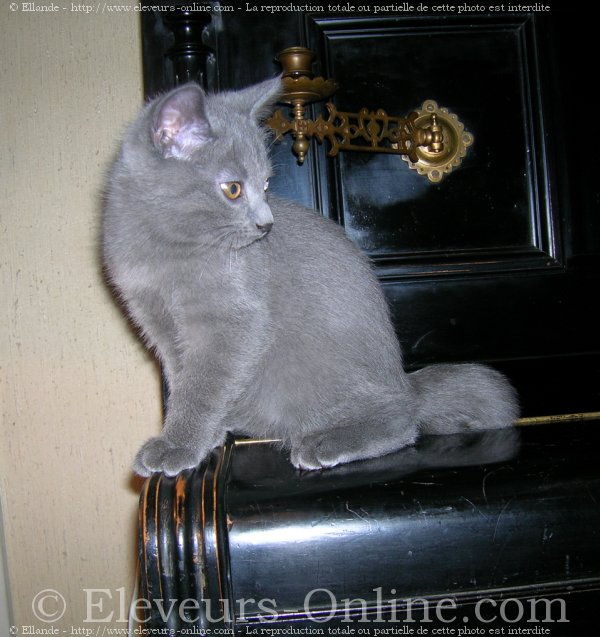 Photo de Chartreux