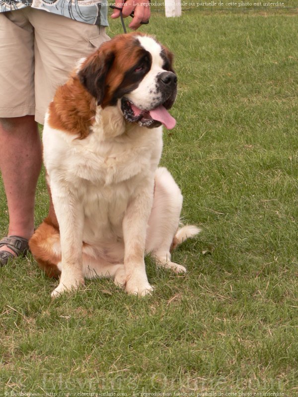 Photo de Saint-bernard poil long