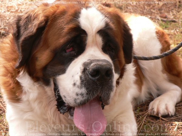 Photo de Saint-bernard poil long