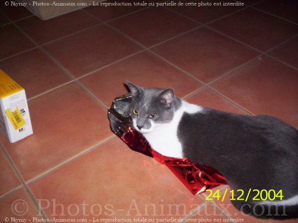 Photo de Chat domestique