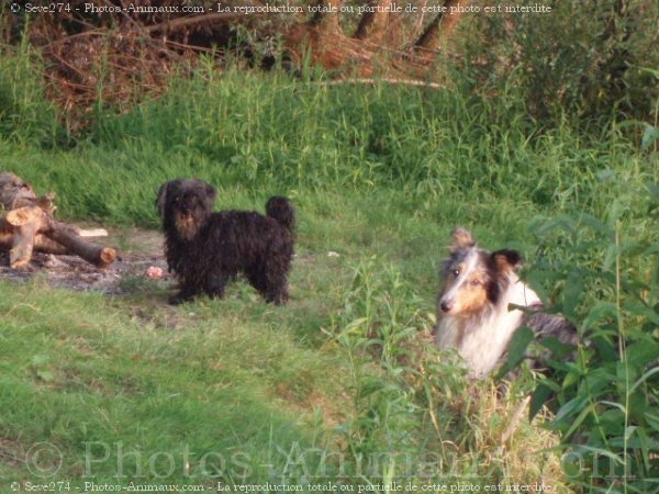 Photo de Races diffrentes