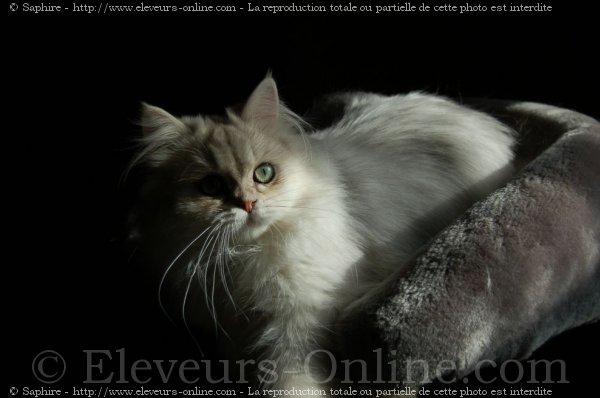 Photo de British longhair