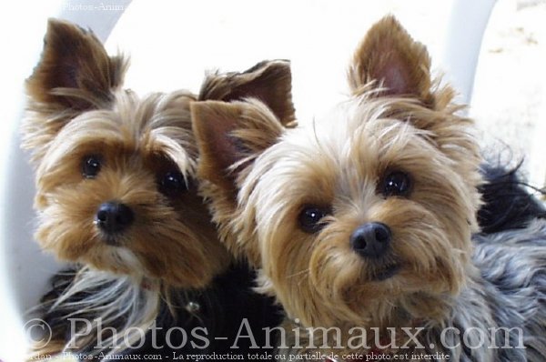 Photo de Yorkshire terrier