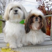 Photo de Shih tzu