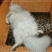 Photo de British longhair