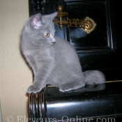 Photo de Chartreux