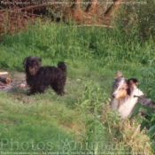 Photo de Races diffrentes