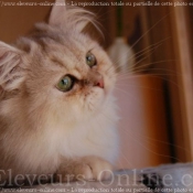 Photo de British longhair