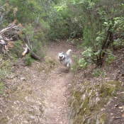 Photo de Husky siberien