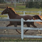 Photo de Quarter horse